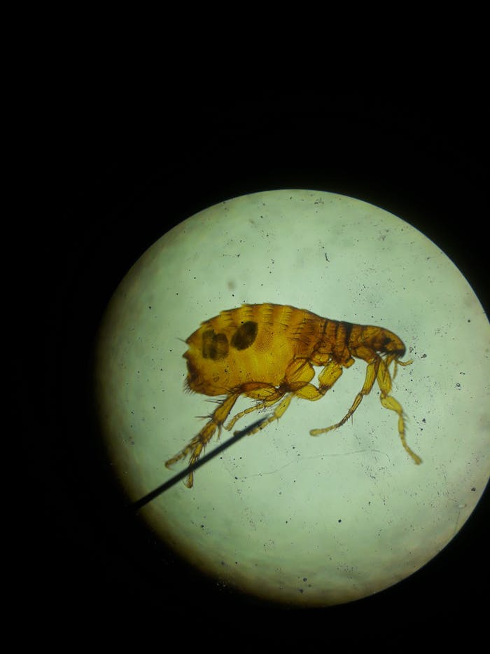 pexels-photo-12953356 Close-up image of a flea viewed under a microscope, highlighting its intricate structure.