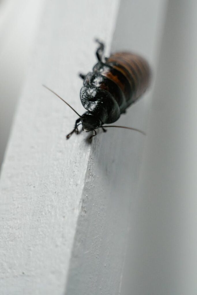 Detailed macro shot of a Madagascar hissing cockroach crawling on a white structure.